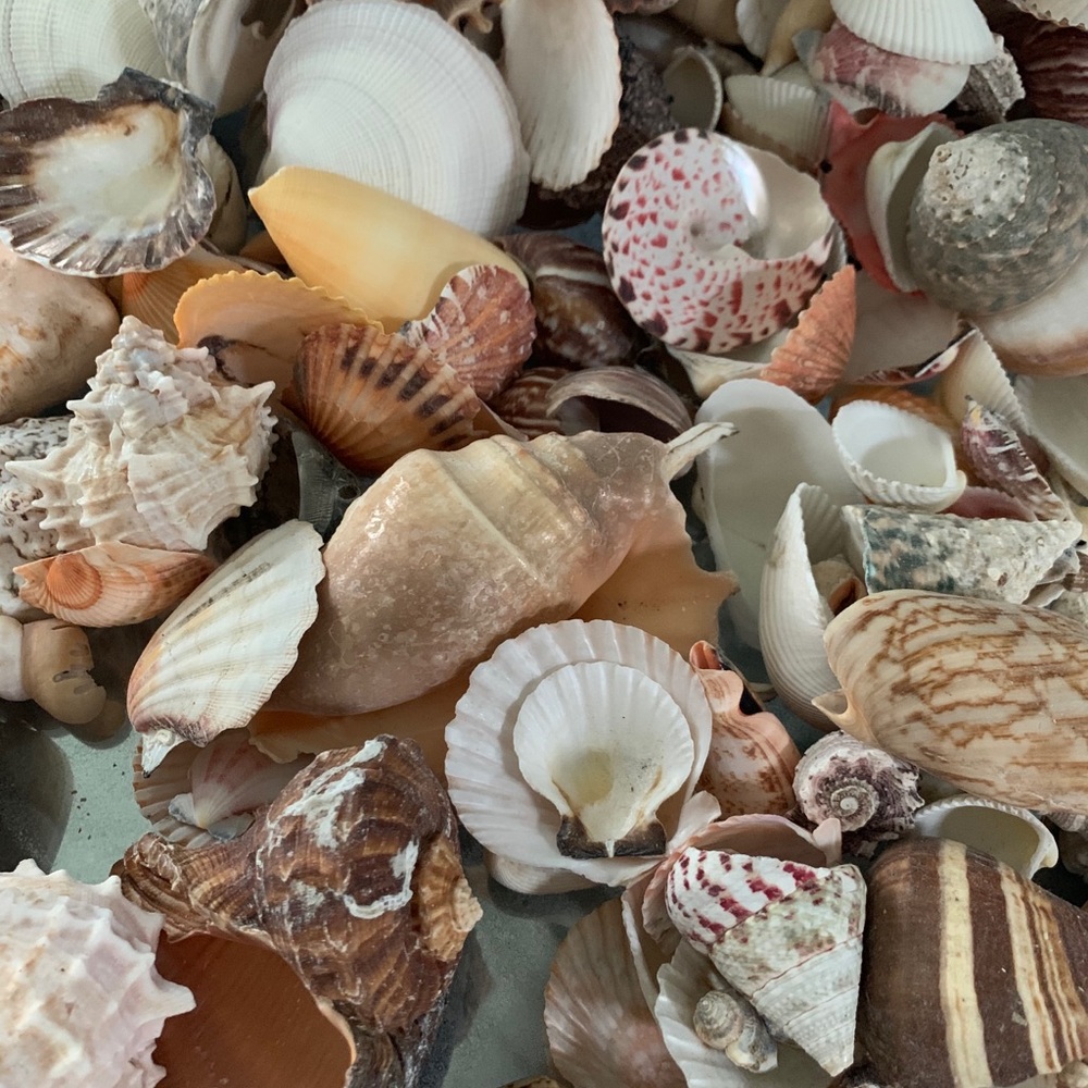 Real Seashells - Picture 4 of 5